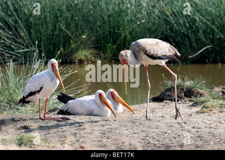 Cigognes à bec jaune (Mycteria ibis) reposant sur les bords de la rivière, le cratère du Ngorongoro en Tanzanie, Afrique de l'Est Banque D'Images
