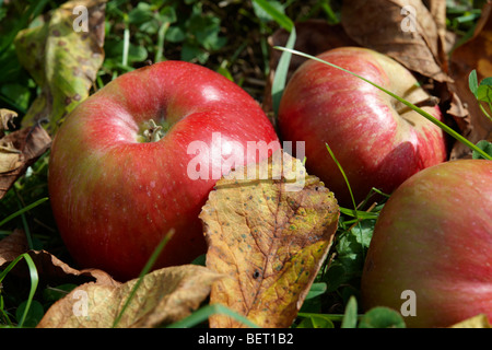 L'automne tombé pommes rouges dans un verger Banque D'Images
