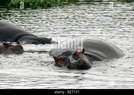 Hippopotame (Hippopotamus amphibius) reposant dans l'eau, le cratère du Ngorongoro, en Tanzanie, Afrique de l'Est Banque D'Images