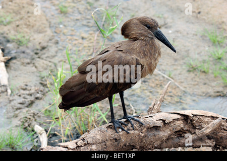 Stork-marteau / Hamerkop Scopus umbretta marsh (en) dans le parc national de Tarangire, Tanzanie, Afrique de l'Est Banque D'Images