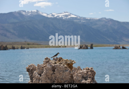 Au sud, le lac Mono tuf tuf State Reserve. Près de Lee Vining, Mono Co., Californie Banque D'Images