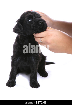 Chiot Chien d'eau portugais en cours de nettoyage studio portrait Banque D'Images