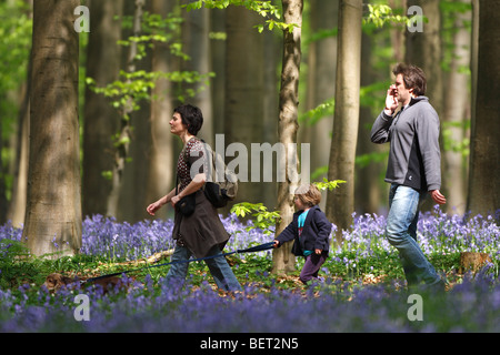 Parmi les marcheurs Bluebells (Endymion) nonscriptus dans la forêt de hêtres, Hallerbos, Belgique Banque D'Images