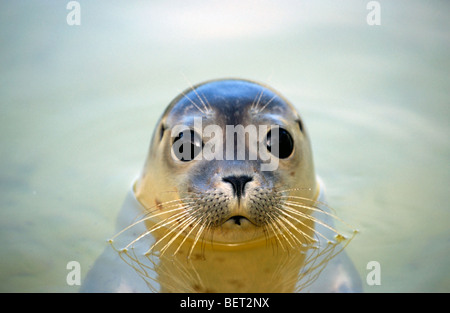 Close up of juvenile harbour seal / phoque commun (Phoca vitulina) natation Banque D'Images