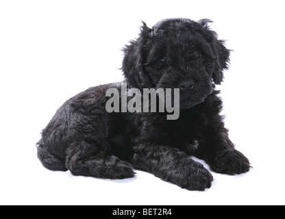 Chiot Chien d'eau portugais studio portrait Banque D'Images