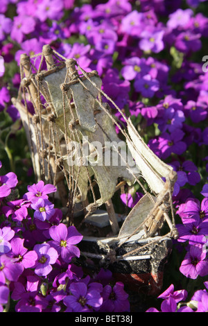 Bateau à voile jouet comme si son en mer dans un lit de fleurs Aubretia en pleine floraison. Banque D'Images