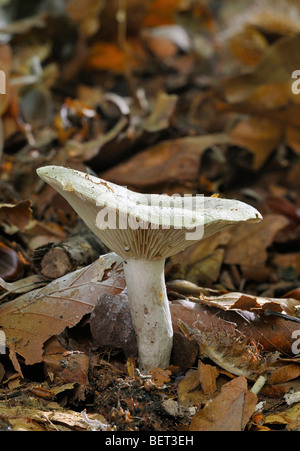 Crapaud visqueux ou lait-cap - Champignons Lactarius blennius Banque D'Images