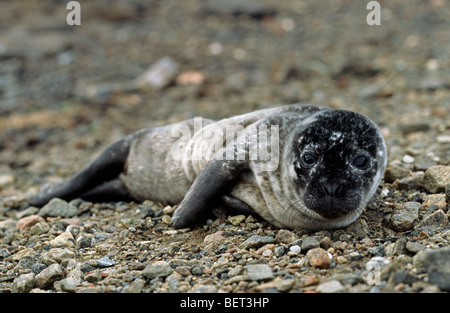 Harbour seal / phoque commun (Phoca vitulina) pup sur plage de galets Banque D'Images