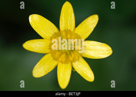 Chélidoine moindre / Pilewort (Ranunculus ficaria subsp. bulbilifer / Ficaria verna subsp. bulbifer) en fleurs Banque D'Images