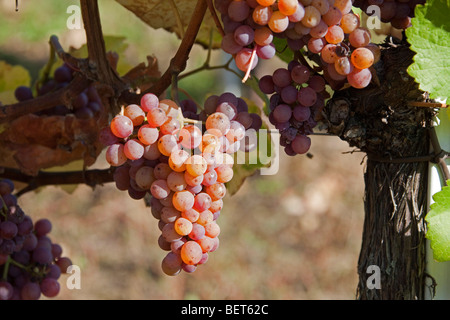 Vignobles Grand Cru de Wettolsheim Alsace Haut Rhin France , raisins mûrs de Gewürztraminer, Riesling vendanges / saison Banque D'Images