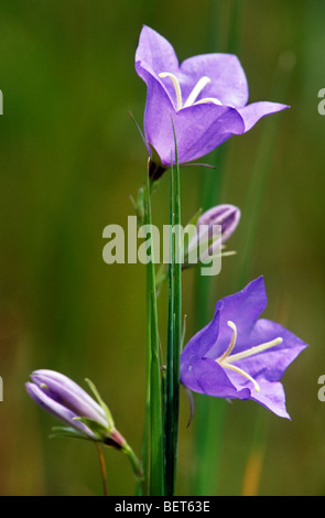 Peach leaved bellflower / campanule à feuilles de pêcher (Campanula persicifolia) en fleurs Banque D'Images