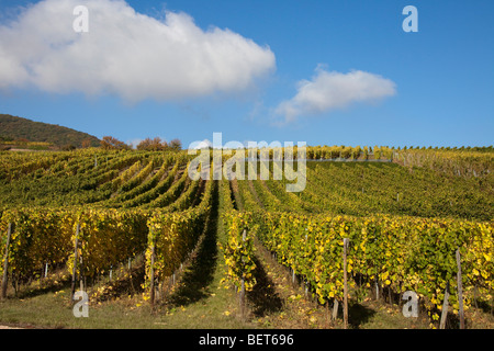 Vignobles Grand Cru de Wettolsheim Alsace Haut Rhin France près de château du Haut-Koenigsbourg saison vendanges récolte Banque D'Images