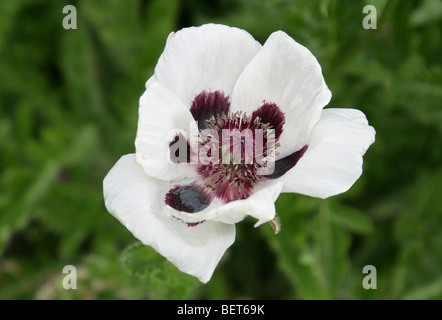 Pavot d'Orient, Papaver orientale 'Noir & blanc', Papaveraceae Banque D'Images