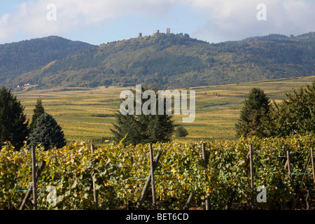 Vignobles Grand Cru de Wettolsheim Alsace Haut Rhin France près de château du Haut-Koenigsbourg saison vendanges récolte Banque D'Images