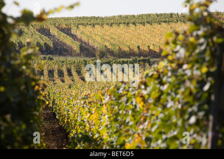 Vignobles Grand Cru de Wettolsheim Alsace Haut Rhin France près de château du Haut-Koenigsbourg saison vendanges récolte Banque D'Images