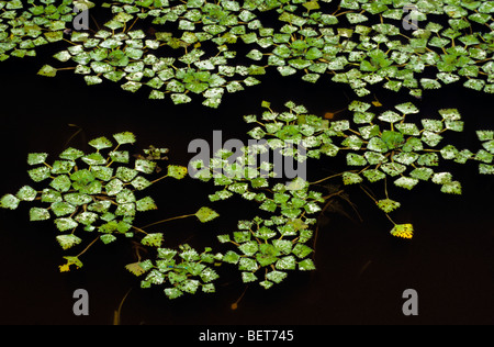 Châtaigne d'eau / eau caltrop (Trapa natans) feuilles flottant dans l'étang Banque D'Images