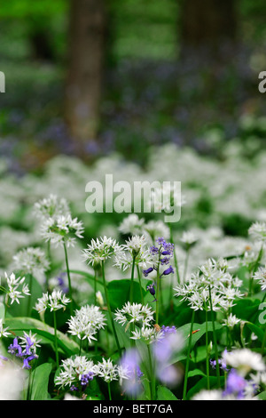 Ramsons / ail sauvage (Allium ursinum) et de jacinthes au printemps floraison le long de brook avec arbres forestiers Banque D'Images