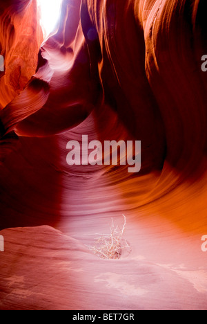 Rayon de lumière brille par l'ouverture à l'emplacement Secret Canyon dans l'Arizona, Paige Banque D'Images