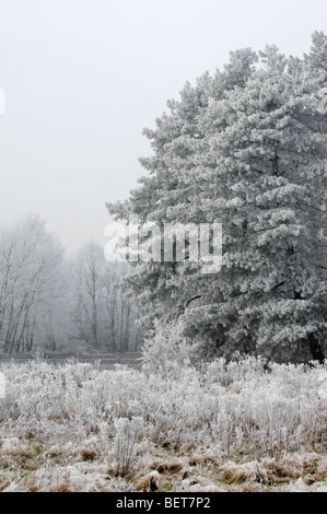 Branches de pins dans une forêt mixte dans le gel froid d'hiver couvert de givre, gelée blanche / Belgique Banque D'Images