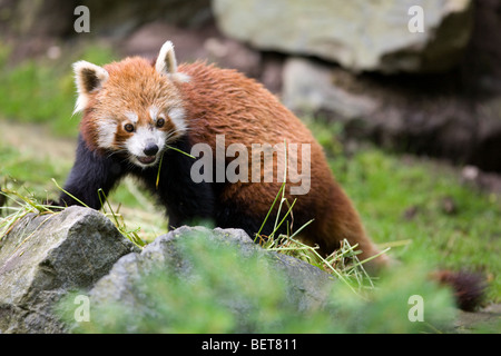 Le panda rouge - manger Ailurus fulgens Banque D'Images