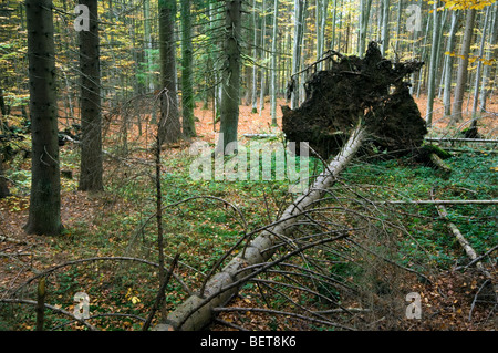 Pin tombé exposant ses racines dans les forêts de conifères, forêt de Bavière, Allemagne Banque D'Images