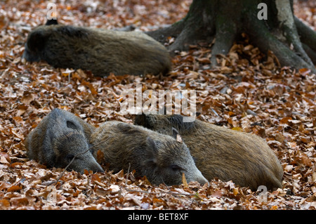 Groupe de sangliers (Sus scrofa) dormant dans forêt de hêtres Banque D'Images