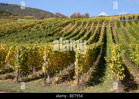 Vignobles Grand Cru de Wettolsheim Alsace Haut Rhin France près de château du Haut-Koenigsbourg saison vendanges récolte Banque D'Images