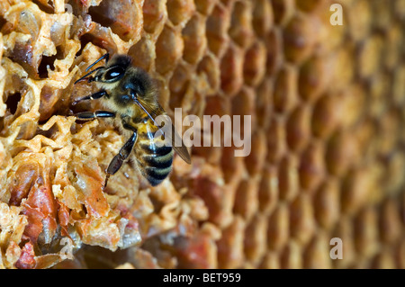 Travailleur de l'abeille (Apis mellifera) sur comb montrant decapped non plafonné et les cellules à l'intérieur ruche, Belgique Banque D'Images