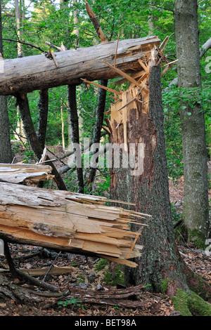 Les troncs d'arbres brisés, les dégâts causés par les tempêtes en forêt après le passage des ouragans, forêt de Bavière, Allemagne Banque D'Images
