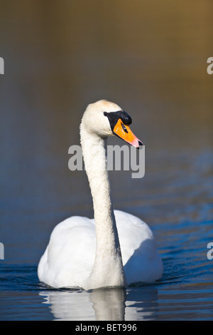 Cygne tuberculé Cygnus Olar close up sur l'eau calme Banque D'Images