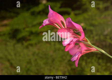 Glaïeul (Gladiolus illyricus illyriennes) Banque D'Images