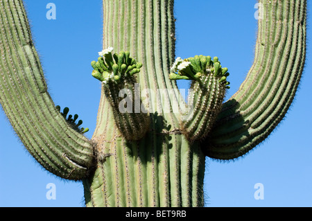 Cactus Saguaro (Carnegiea gigantea) bourgeons et fleurs dans le désert de Sonora, orgue Pipe Cactus National Monument, Arizona, États-Unis Banque D'Images