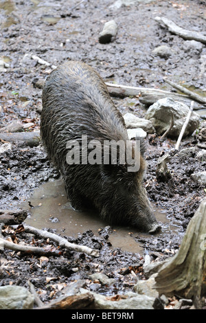 Le sanglier (Sus scrofa) en prenant un bain de boue dans la boue pour se débarrasser des parasites en forêt Banque D'Images