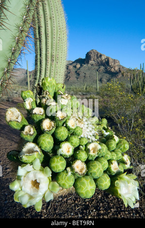 Cactus Saguaro (Carnegiea gigantea) bourgeons et fleurs dans le désert de Sonora, orgue Pipe Cactus National Monument, Arizona, États-Unis Banque D'Images