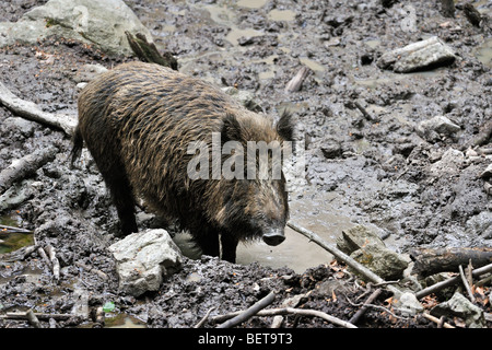 Le sanglier (Sus scrofa) en prenant un bain de boue dans la boue pour se débarrasser des parasites en forêt Banque D'Images