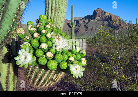 Cactus Saguaro (Carnegiea gigantea) bourgeons et fleurs dans le désert de Sonora, orgue Pipe Cactus National Monument, Arizona, États-Unis Banque D'Images