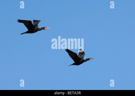 Deux grands cormorans (Phalacrocorax carbo) en vol sur fond de ciel bleu Banque D'Images