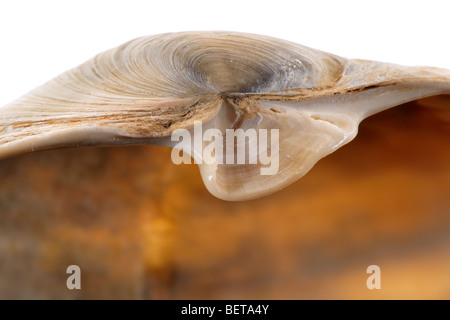 Détail de Blunt (attendant Mya truncata) shell montrant chondrophore Banque D'Images