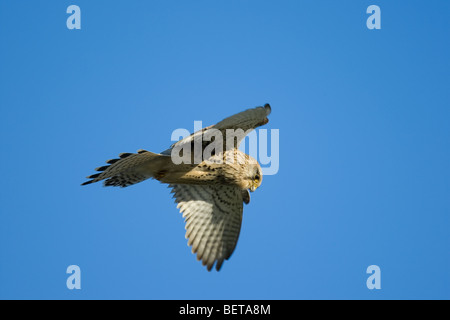 Faucon crécerelle (Falco tinnunculus) femelle adulte planant au cours de la chasse Banque D'Images