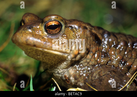 Politique européenne (Bufo bufo) close up of female, Belgique Banque D'Images