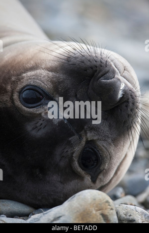 Mignon bébé éléphant, grand yeux tristes, Close up face portrait Géorgie du Sud Antarctique Banque D'Images