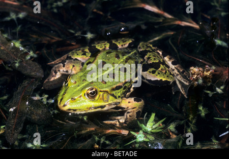 Grenouille comestible européen (Rana esculenta) en étang, Belgique Banque D'Images