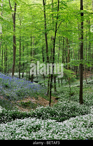 Ramsons / ail sauvage (Allium ursinum) et la floraison le long du ruisseau de la forêt jacinthes des bois dans les forêts de hêtre Banque D'Images