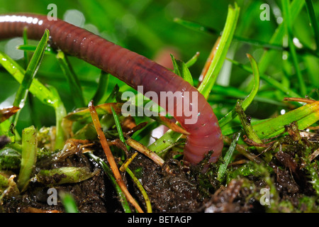 Lombric commun / ver lob (Lumbricus terrestris) s'enfouissant dans le sol de jardin Banque D'Images