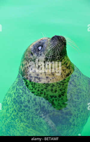 Blind Phoque commun (Phoca vitulina) Nager dans le logement du joint Ecomare, Texel, Pays-Bas Banque D'Images