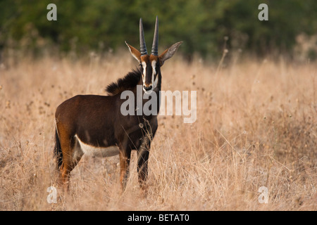 Baby Hippotrague face profil dans le champ ouvert de grande herbe séchée, contact avec les yeux, une lumière chaude, le Botswana safari de faune, région du Delta Okavango vue Banque D'Images