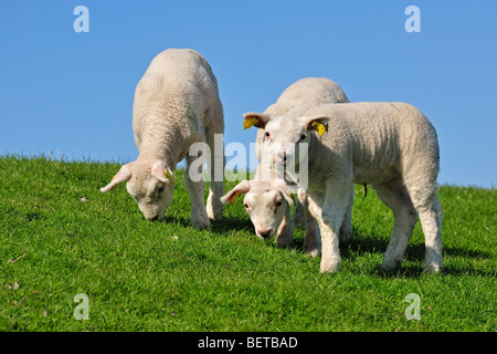 Texel domestique (Ovis aries) agneaux paissant dans un pré, les Pays-Bas Banque D'Images