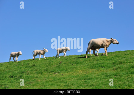 Texel domestique (Ovis aries) agneaux Brebis suivants dans le pré, les Pays-Bas Banque D'Images