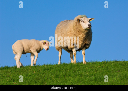 Texel domestique (Ovis aries) brebis avec agneau dans un pré, les Pays-Bas Banque D'Images