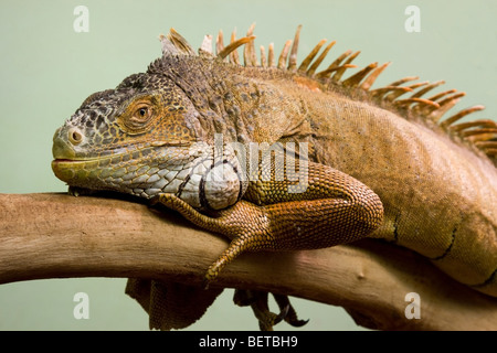 Big lizard dormir sur la branche close-up, fond isolé Banque D'Images